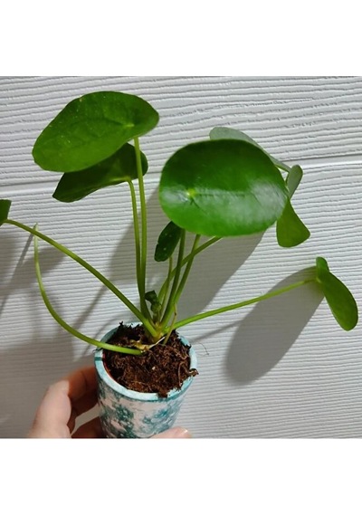 Pilea Bitkisi Fidesi +seramik Saksi 15-25cm Dolgun Form 1 Adet
