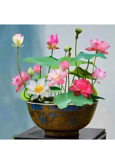 20 Adet Tohum Karışık Kase Lotus Çiçeği Tohumu Nilüfer Su Çiçeği