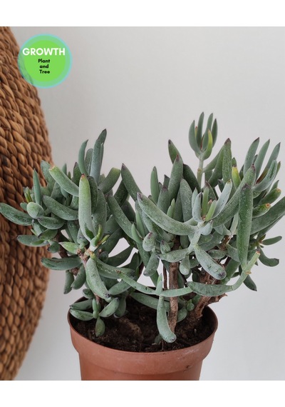 Cotyledon Orbiculata Sukulent 1 Adet
