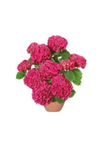 Ortanca Çiçeği Fidanı Tüplü Koyu Pembe Renk 10-20 Cm
