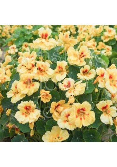 Tropaeolum Peach Melba Latin Çiçeği Tohumu 10 Adet N11781