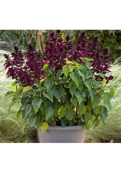 Mor Ateş Çiçeği - Salvia F1 Tohumu 30 Tohum