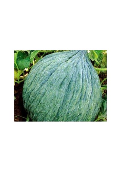 Hasanbey Kavun Tohumu - 10 Gr