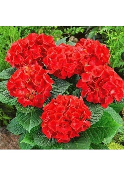 Ortanca İthal 25-40 Cm Saksıda