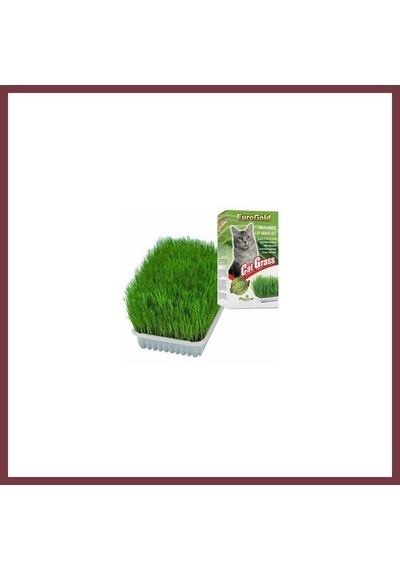 Storeşahin Cat Grass Kedi Çimi Shn0720
