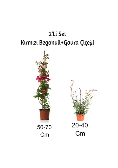 Kırmızı Begonvil+ Gaura Çiçeği 2'li Set Dış Mekan Bitkisi