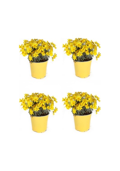 Sarı Çalı Papatya 4 Adet Saksılı/ Tüplü 20-40 Cm Dış Mekan Bitkisi Coreopsis
