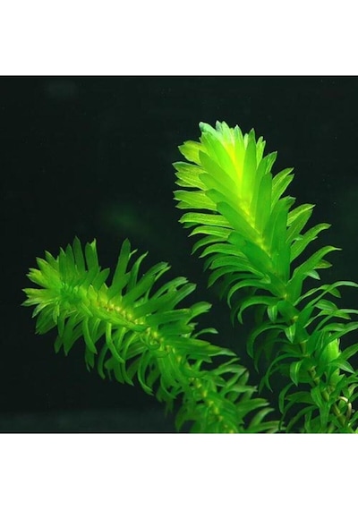 Tr Elodea Densa Canlı Akvaryum Bitkisi, 5 Kök, 15-25 Cm