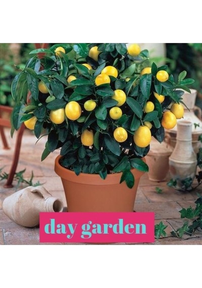 5 Adet Bodur Saksı Bonsaı Limon Tohumu + 10 Adet Hediye Karışık Renk Gül Çiçek Tohumu