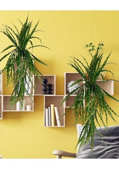 Yapay Çiçek Saksıda Sarkan Yeşil Kıvrımlı Saz 70Cm
