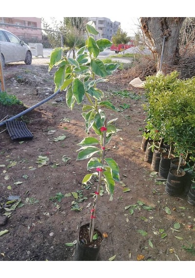 4 Yaş Aşılı Tropikal Pembe Alacalı Limon Fidanı. Torbada
