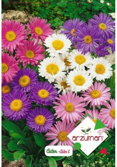 Arzuman Aster Çiçek Tohumu 50 Adet
