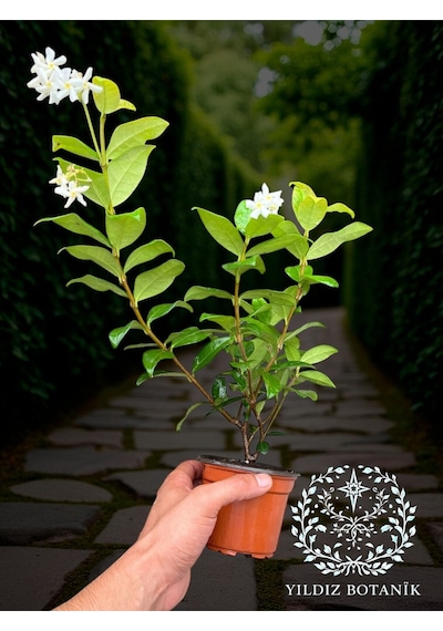 Kokulu Arap Yasemini Sarmaşığı Fidanı Çiçekli Bitki Rhyncospermum Jasminoides Saksılı 30-40 Cm