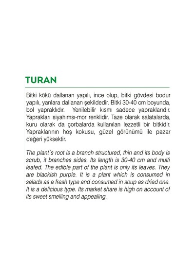 AGRodal Tarım Ata Tohumu Yerli Doğal Reyhan Turan 1000 Adet Tohum