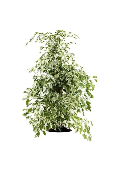 Videolu Benjamin Bitkisi Alaca Yapraklı 1 Adet Saksılı 60-80cm Iç Mekan Bitkisi Ficus Benjamina