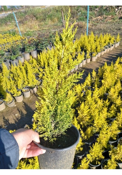 (8 Adet) Üreticiden Limon Çamı, Limon Servi, +40 Cm. Üzerinde,