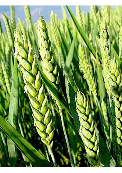 Aysenin Buğday Ruşeym Yağı / Wheat Germ Oil 50 ML.