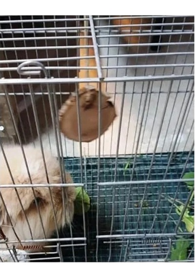 Tavşan Ve Hamsterlar İçin Kemirme Oyuncağı, Eğlenceli Ve Dayanıklı