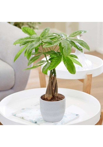 Para Ağacı – Pachira Aquatica 20- 30 cm