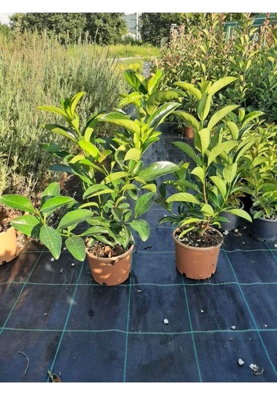 Kartopu Viburnum Lucidum 2 Adet 80-100 Cm Saksılı Dış Mekan Bahçe Peyzaj Çit Bitkisi