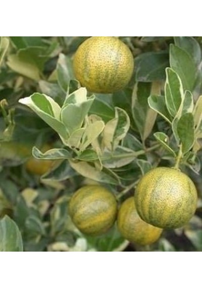 6 Yaş Aşılı Alacalı Calamondin Süs Mandalinası Fidanı. Saksıda