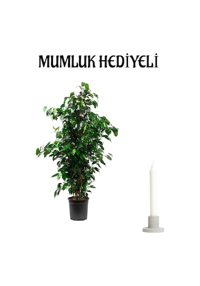 Yeşil Benjamin Bitkisi Sevgililer Gününe Özel Mumluk   Ofis Bitkisi