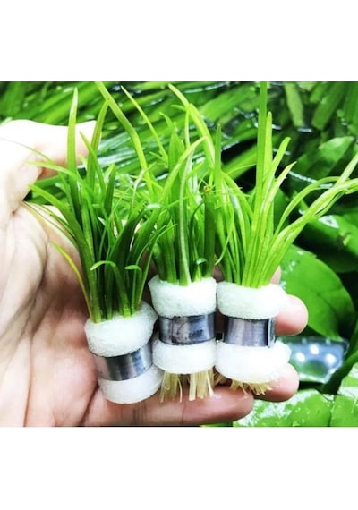 Sagittaria Subulata 1 Bağ 2-4 Kök Akvaryum Zemin Bitkisi Canlı Akvaryum Bitkisi