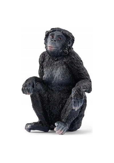 Mey İthalat Bonobo