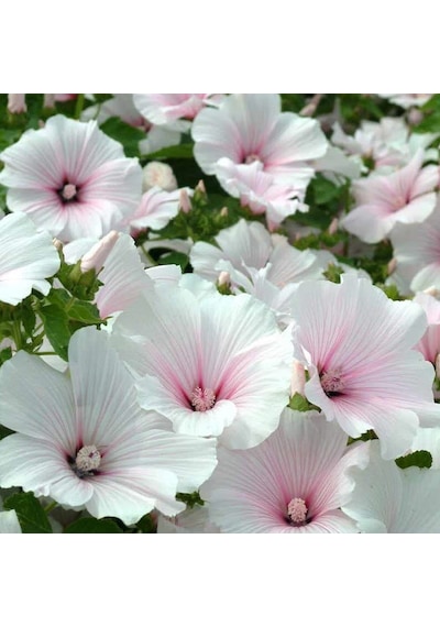 Lavatera Trimestris Regis Pure White Pamuk Çiçeği Tohumu 50 Tohum