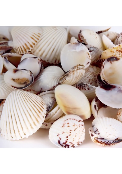 Tahtakale Toptancı Tiger Clam Kiloluk Deniz Kabuğu 1 Kg