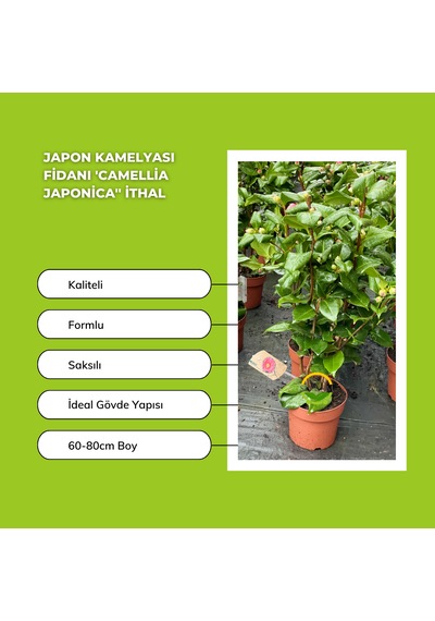 Japon Kamelyası Fidanı 'camellia Japonica'' İthal