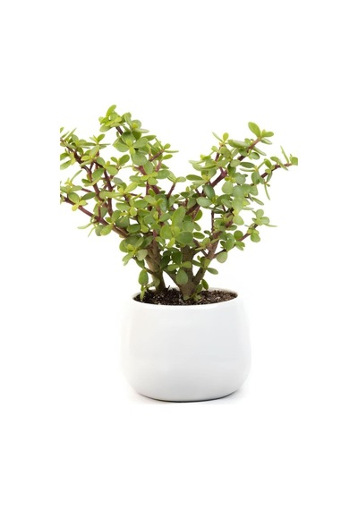 Para Yeşim Çiçeği, 20-30 Cm, Saksılı, Bonsai Yapımına Uygun, Ofis Çiçeği Çok Renkli