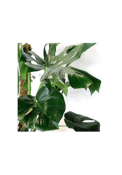 Monstera Yosun Gövdeli 2 Adet Deve Tabanı 80-100 Cm 2452