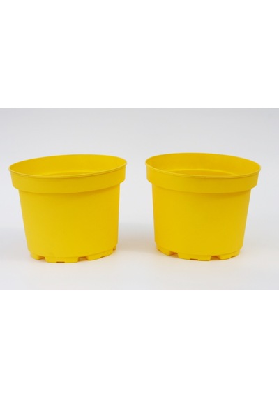 Sarı Limon Saksısı 10 Adet ( 1.5 Litre )