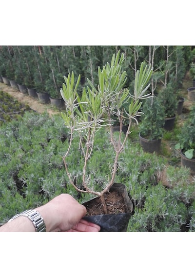 5 Adet Lavanta Fidanı Lavandula Officinalis. Dahil