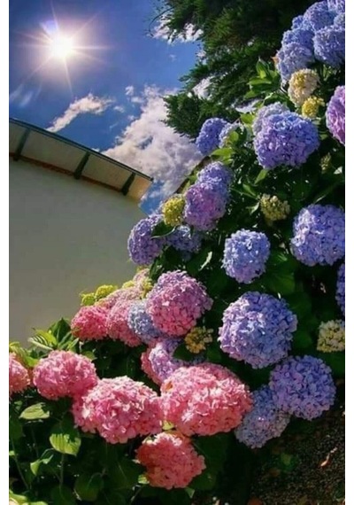 Lila Ortanca 30-50cm 12 Ay Dikim Yapılır. Tüplü Canlı Bitki