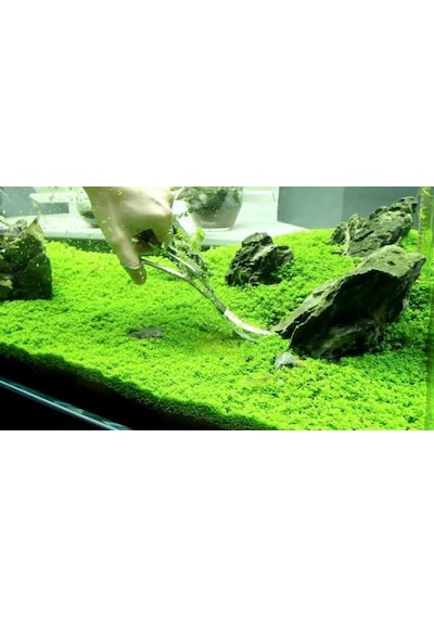 Akvaryum Bitki Tohumu Hemianthus Callitrichoides