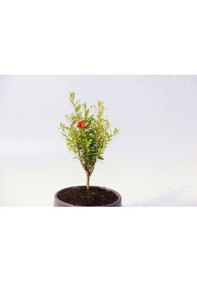 Bonsai Punica Süs Narı - Grey Serisi  6142