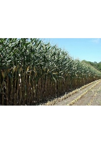 Sorgum Sudan Otu Tohumu 1 KG