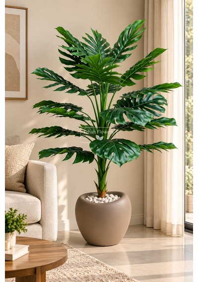 Monestra Ağacı 160 Cm 21 Yaprak Mocha Lale Saksıda Çok Renkli