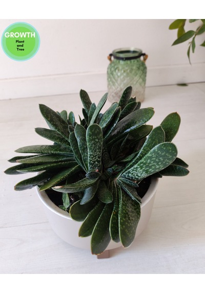 Gasteria Bicolor Sukulent İri Çaplı 1 Adet