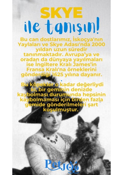 Petjoo 6.Skye Mavi-Sarı Qr'lı Köpek Künyesi
