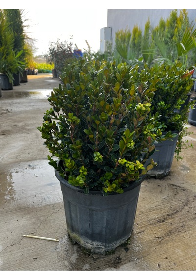 Şimşir - Buxus Sempervirens