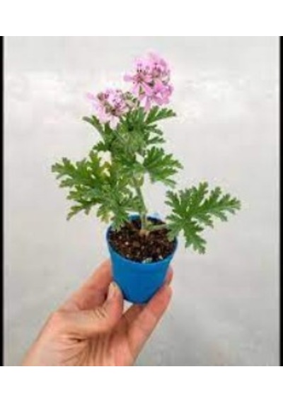 Itır Çiçeği Fidanı Hoş Kokulu Iç Ve Dış Mekan Bitkisi 10-20 Cm