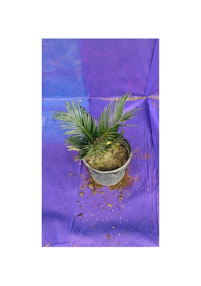 Cycas Dış Mekan Bitkisi
