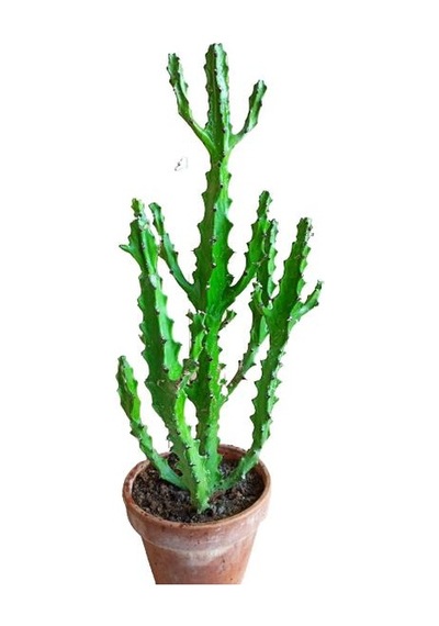Euphorbia Najuneranatanii - 90 Cm