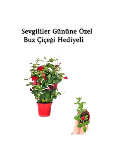 Kokulu Kırmızı Mandevilla Sarmaşığı Sevgililer Gününe Özel Buz Çiçeği Hediyeli