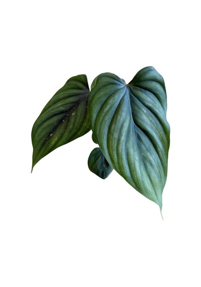 Philodendron 'mamei' Ø5,5 Cm Y10-15 Cm