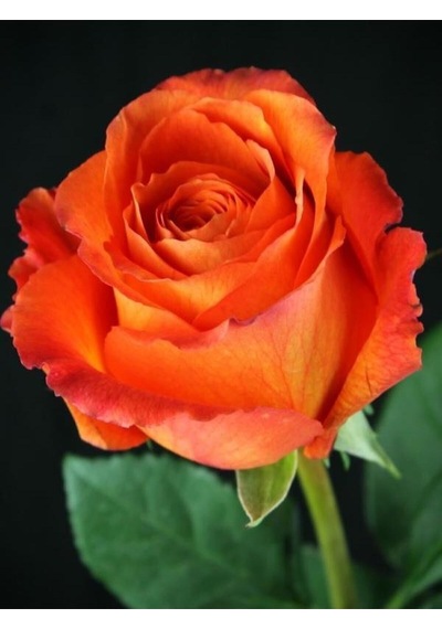 Videolu Yediveren Aşılı Kokulu Turuncu Gül Fidanı 50 80 Cm Saksılı Aşılı Gül Orange Rose