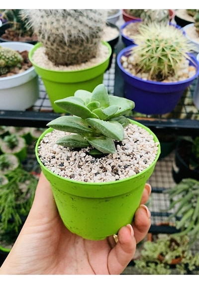 Crassula Springtime Sukulent Pembe Çiçekli